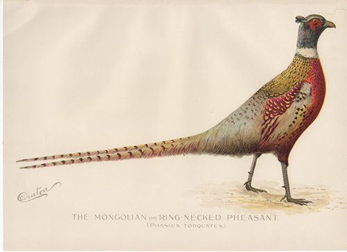 Denton fish lithograph from 1896